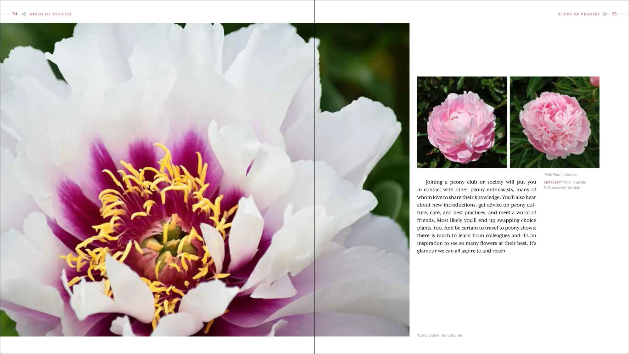 Bild: 9781604695205 | Peony | The Best Varieties for Your Garden | David C Michener (u. a.)
