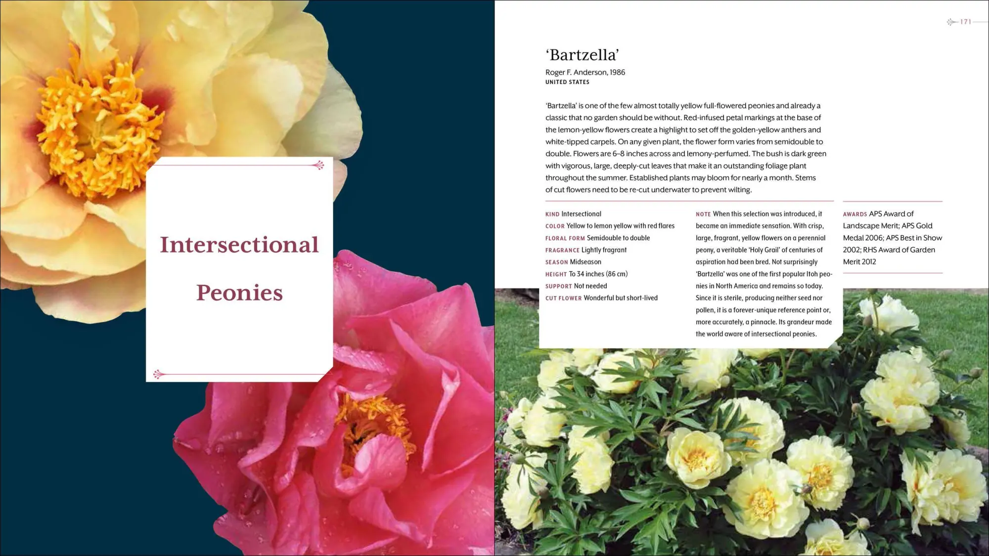 Bild: 9781604695205 | Peony | The Best Varieties for Your Garden | David C Michener (u. a.)