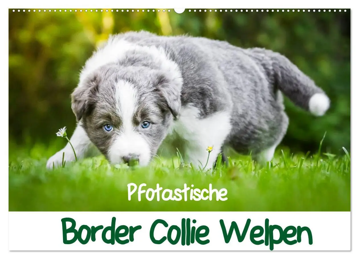 Cover: 9783516065305 | Pfotastische Border Collie Welpen (Wandkalender 2026 DIN A2 quer),...