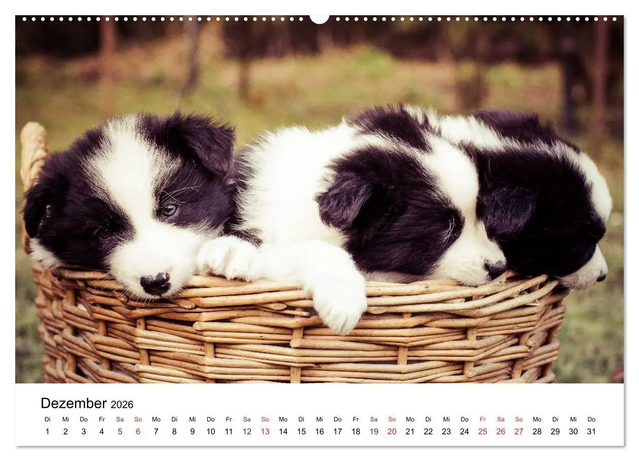 Bild: 9783516065305 | Pfotastische Border Collie Welpen (Wandkalender 2026 DIN A2 quer),...