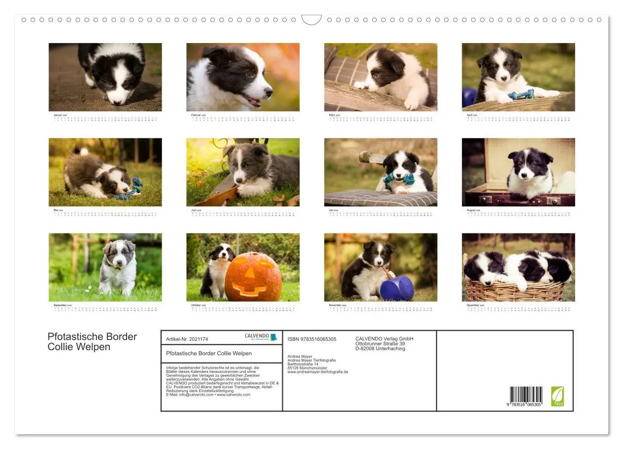 Bild: 9783516065305 | Pfotastische Border Collie Welpen (Wandkalender 2026 DIN A2 quer),...