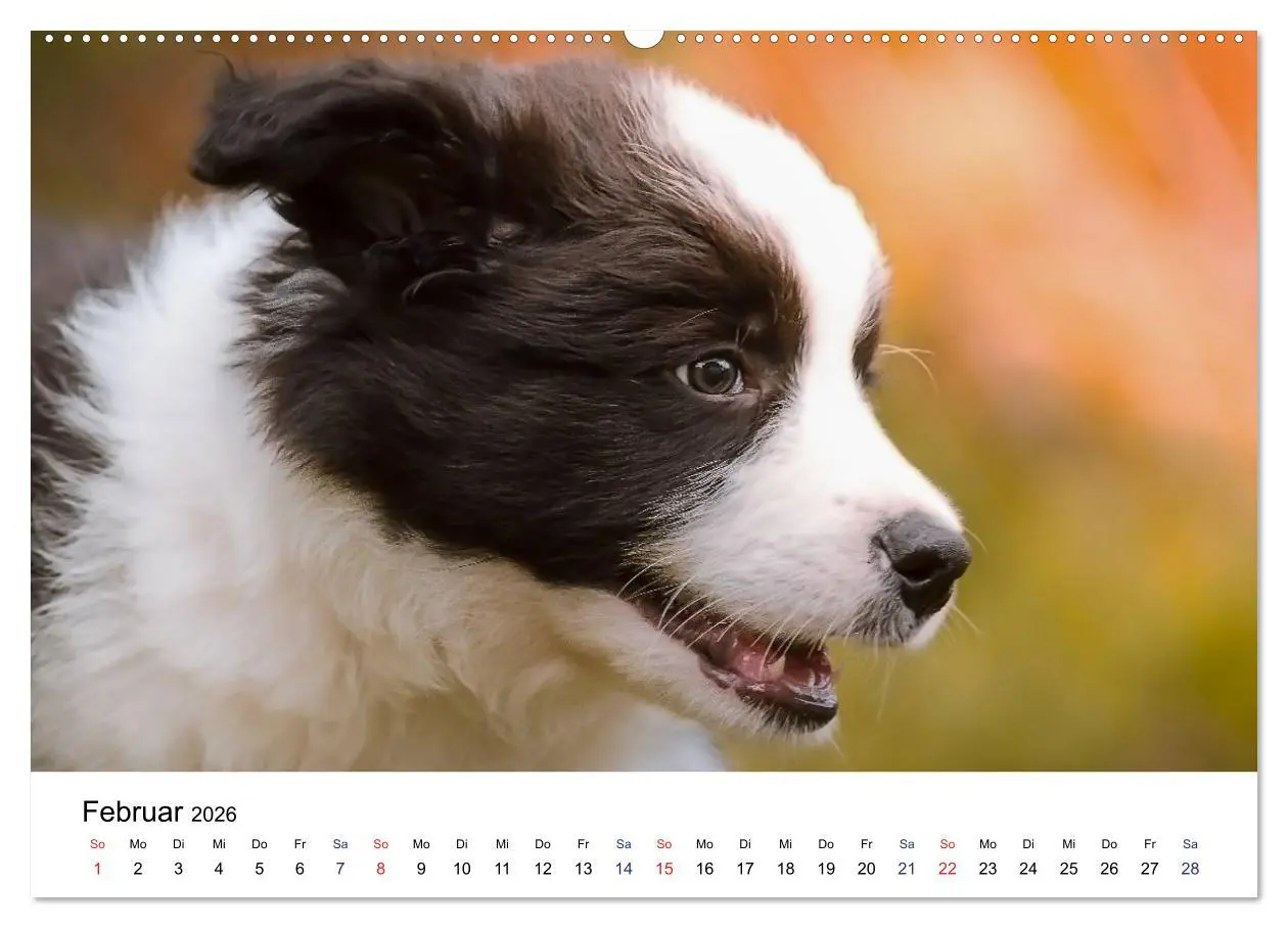 Bild: 9783516065305 | Pfotastische Border Collie Welpen (Wandkalender 2026 DIN A2 quer),...