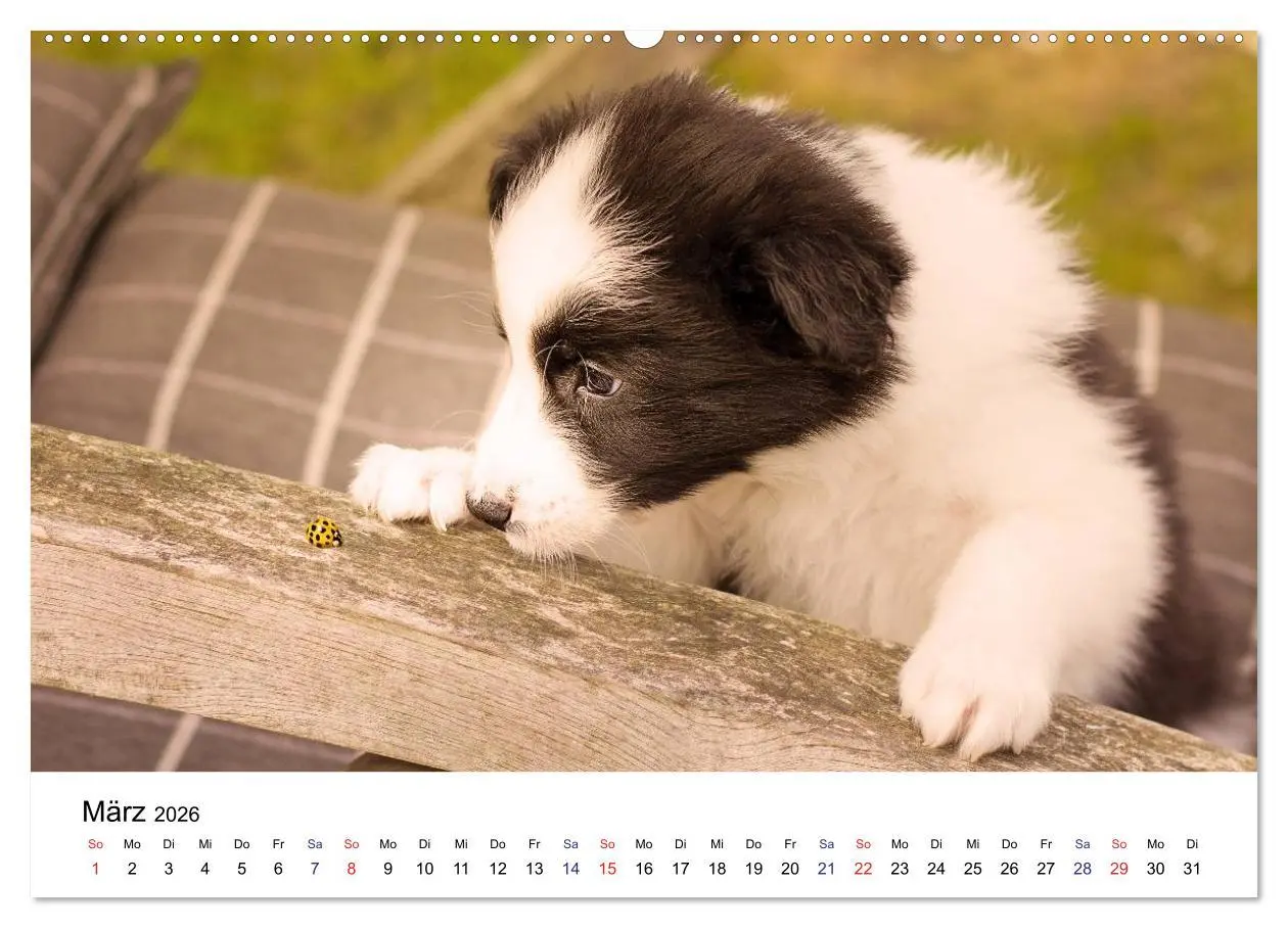 Bild: 9783516065305 | Pfotastische Border Collie Welpen (Wandkalender 2026 DIN A2 quer),...
