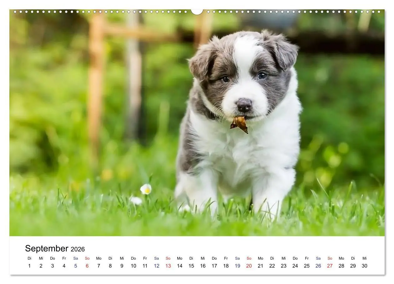 Bild: 9783516065305 | Pfotastische Border Collie Welpen (Wandkalender 2026 DIN A2 quer),...