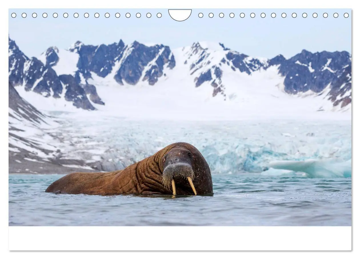 Bild: 9783435185405 | Heike Odermatt: 80° Nord - Fotografien von Spitzbergen und...