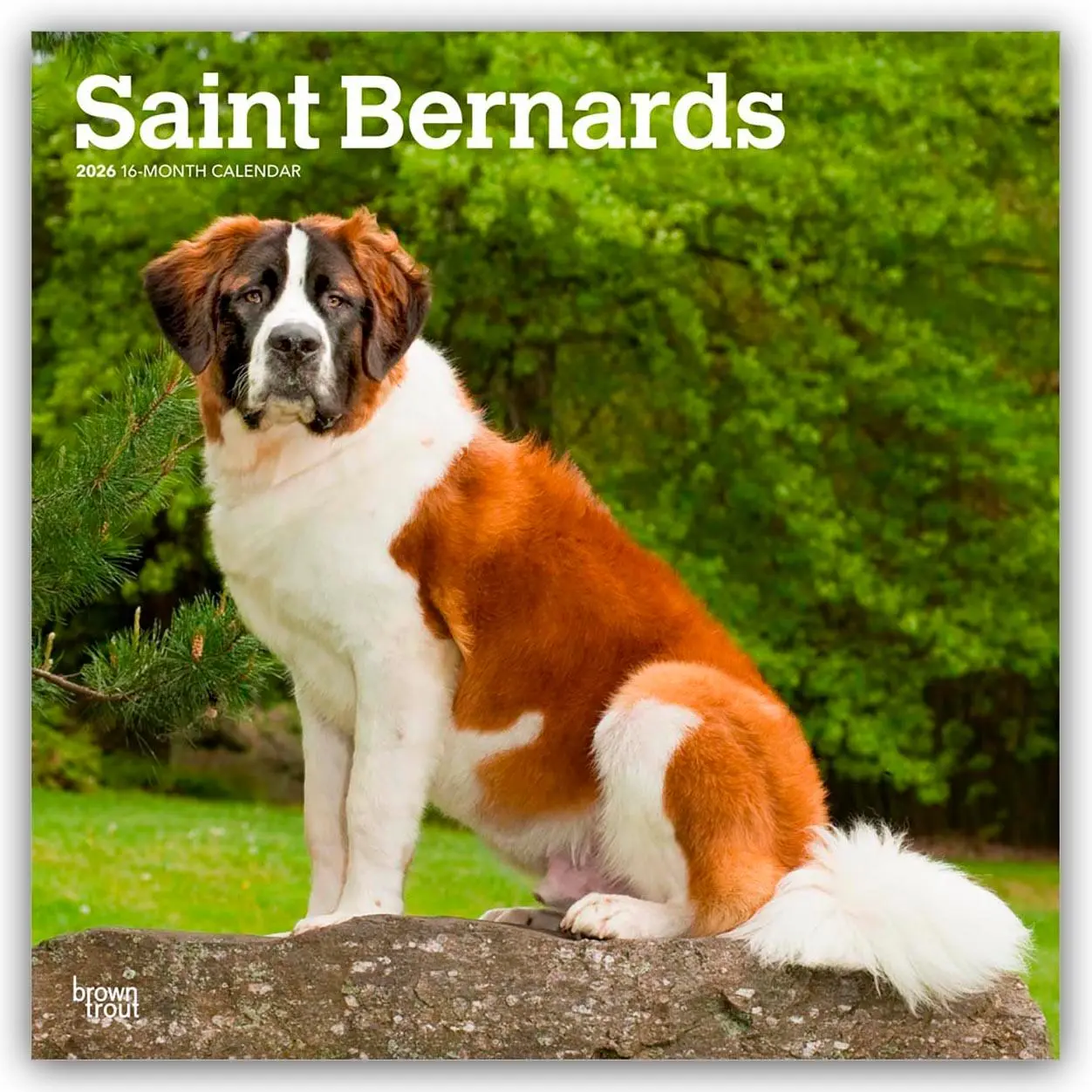 Cover: 9798330705405 | Saint Bernards - Bernhardiner 2026 - 16-Monatskalender | Publishers