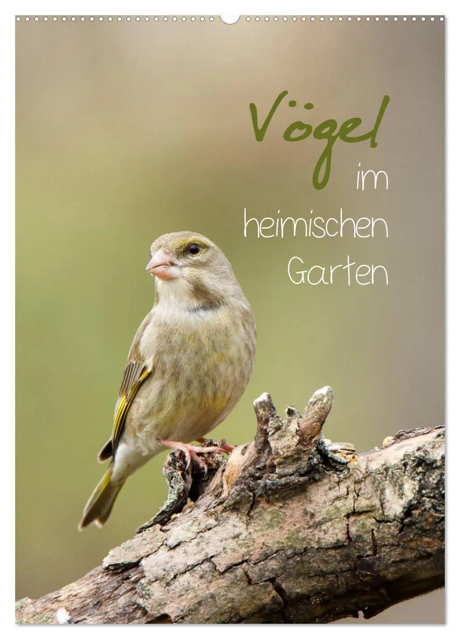 Cover: 9783516425505 | Vögel im heimischen Garten (Wandkalender 2026 DIN A2 hoch),...