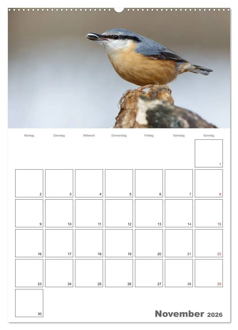 Bild: 9783516425505 | Vögel im heimischen Garten (Wandkalender 2026 DIN A2 hoch),...