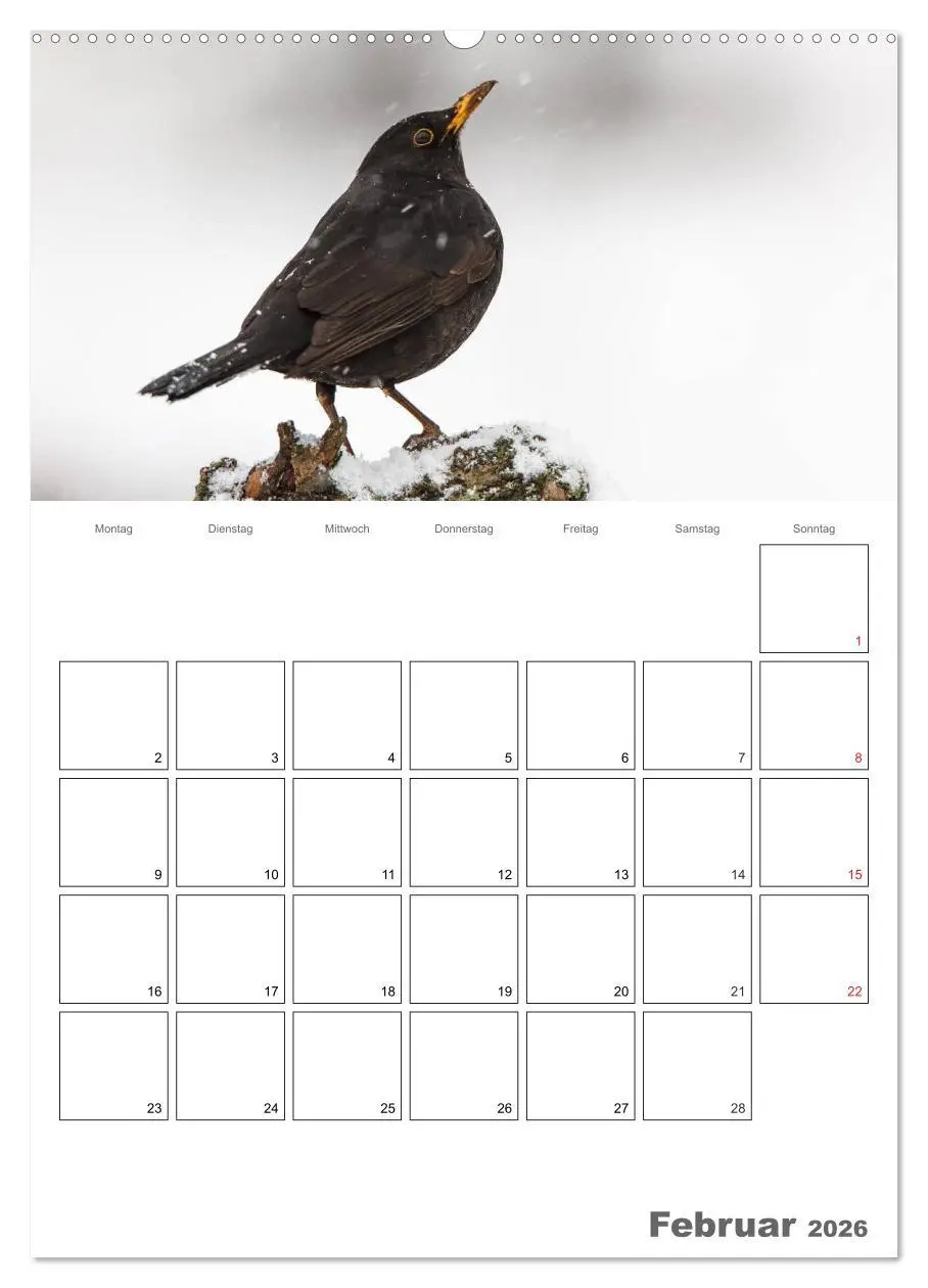 Bild: 9783516425505 | Vögel im heimischen Garten (Wandkalender 2026 DIN A2 hoch),...