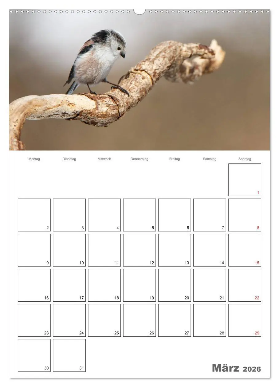 Bild: 9783516425505 | Vögel im heimischen Garten (Wandkalender 2026 DIN A2 hoch),...