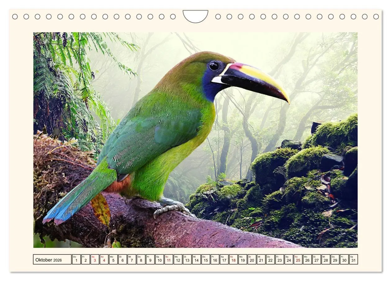Bild: 9783457255605 | Tukane - Clowns im Dschungel (Wandkalender 2026 DIN A4 quer),...
