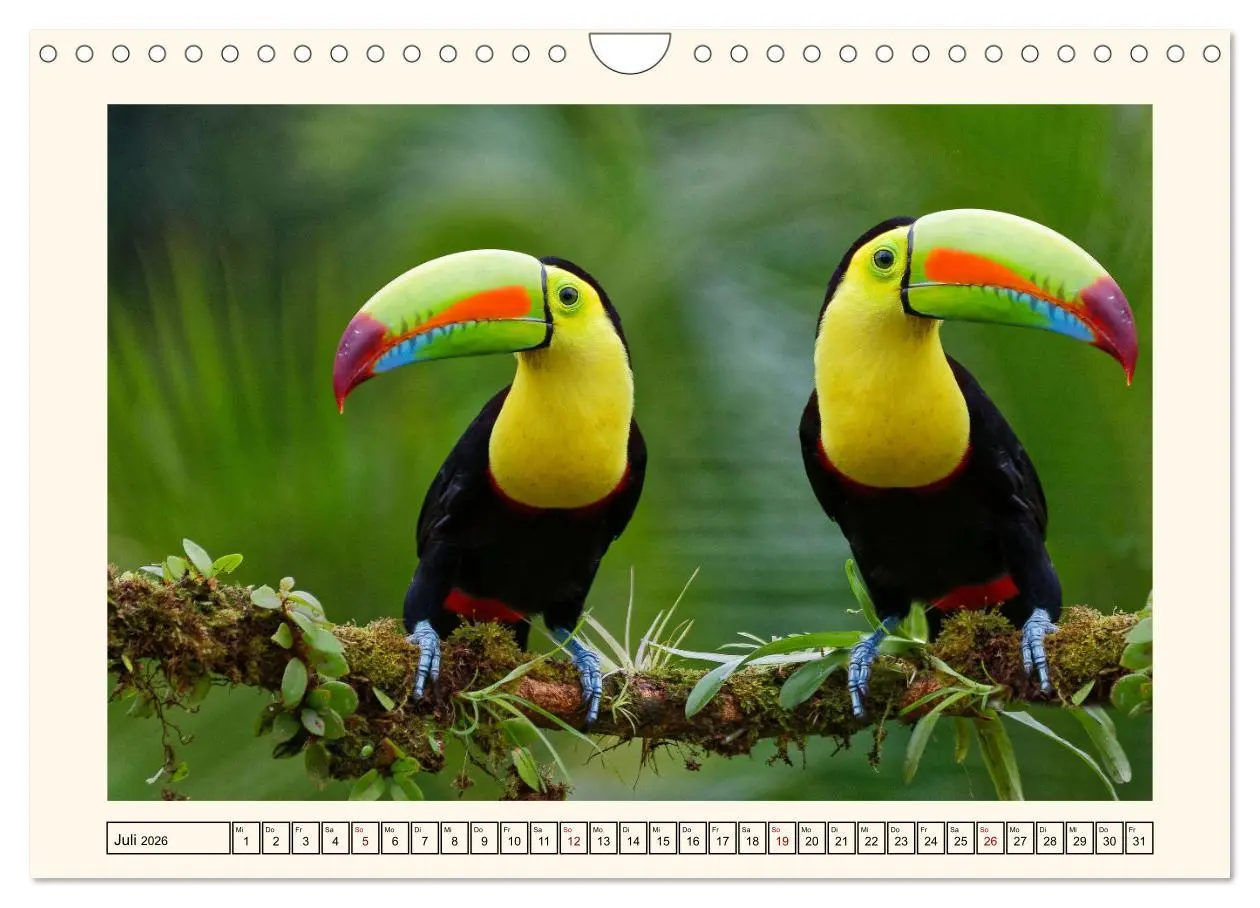 Bild: 9783457255605 | Tukane - Clowns im Dschungel (Wandkalender 2026 DIN A4 quer),...