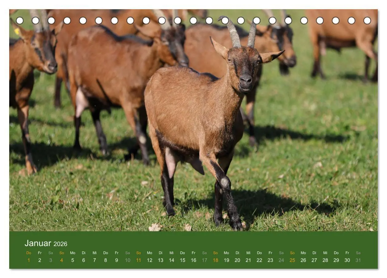Bild: 9783457635605 | Mit Ziegen ist immer was los! (Tischkalender 2026 DIN A5 quer),...