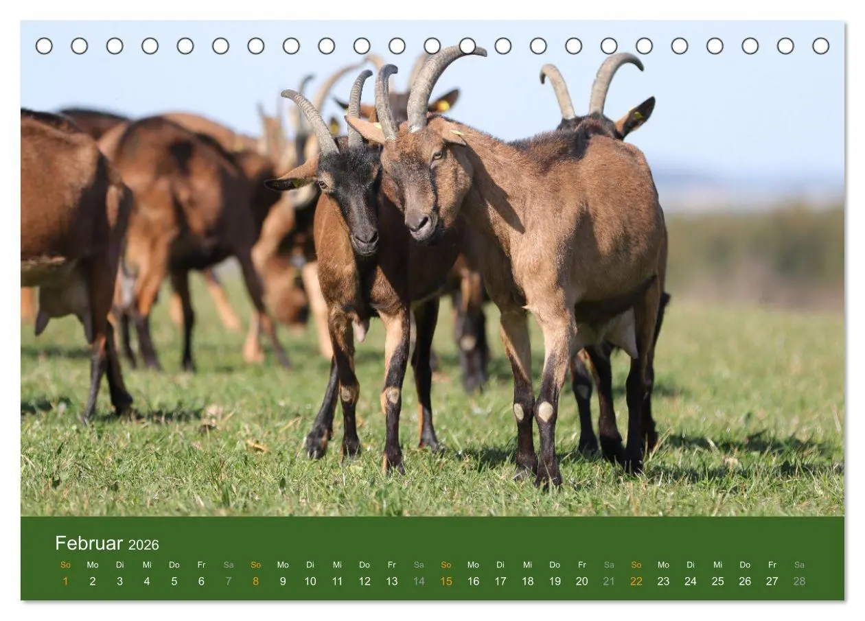 Bild: 9783457635605 | Mit Ziegen ist immer was los! (Tischkalender 2026 DIN A5 quer),...