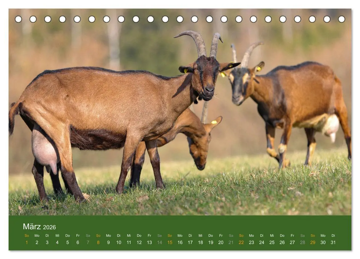 Bild: 9783457635605 | Mit Ziegen ist immer was los! (Tischkalender 2026 DIN A5 quer),...