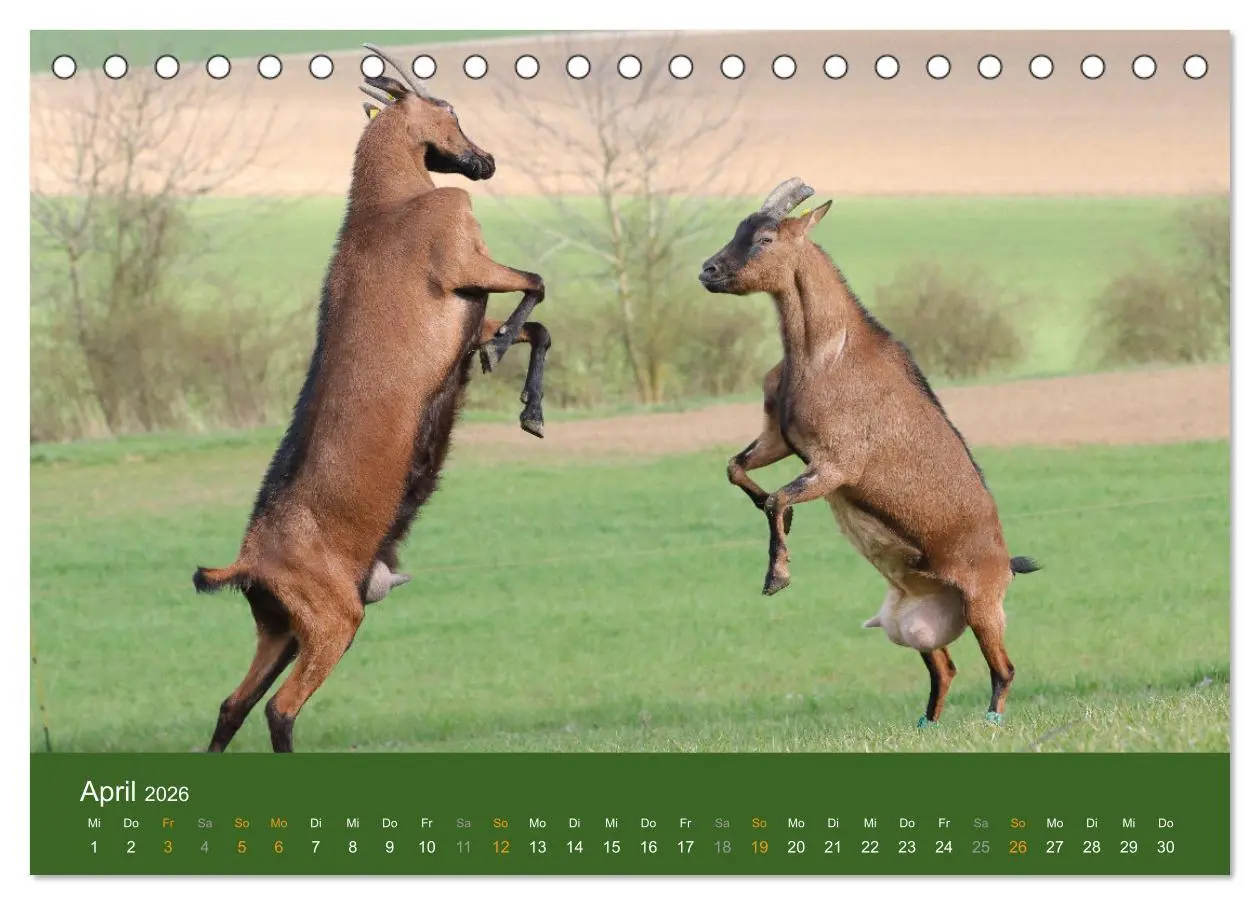 Bild: 9783457635605 | Mit Ziegen ist immer was los! (Tischkalender 2026 DIN A5 quer),...