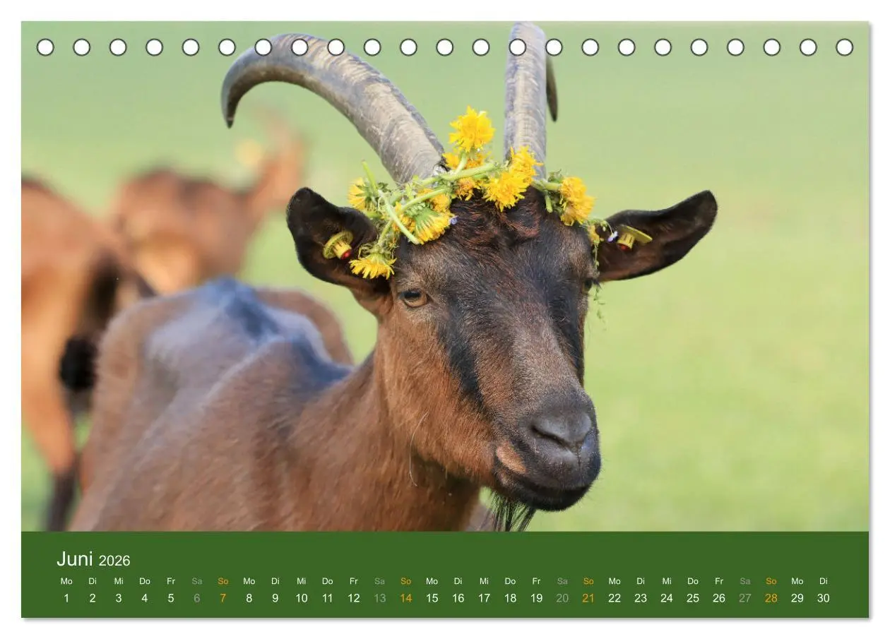 Bild: 9783457635605 | Mit Ziegen ist immer was los! (Tischkalender 2026 DIN A5 quer),...
