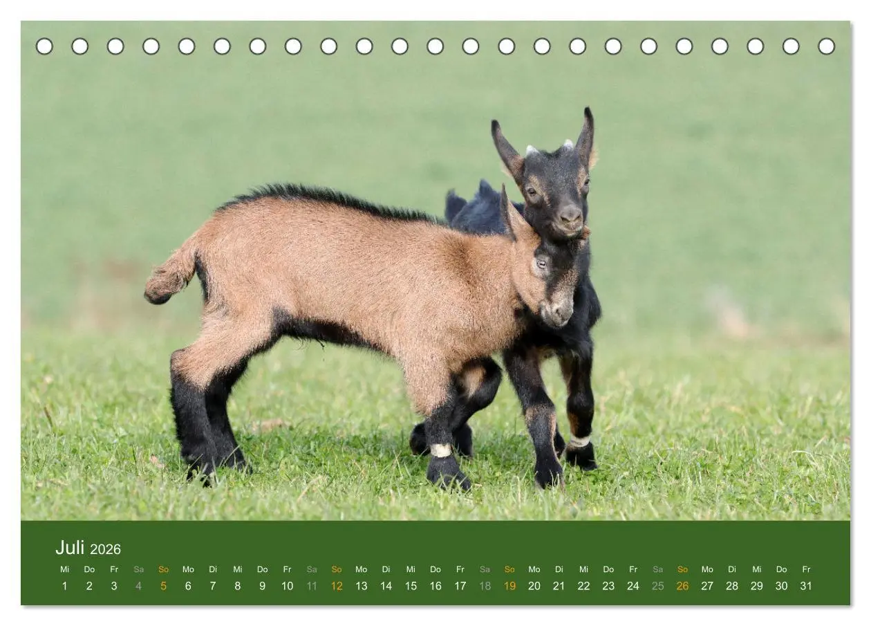 Bild: 9783457635605 | Mit Ziegen ist immer was los! (Tischkalender 2026 DIN A5 quer),...