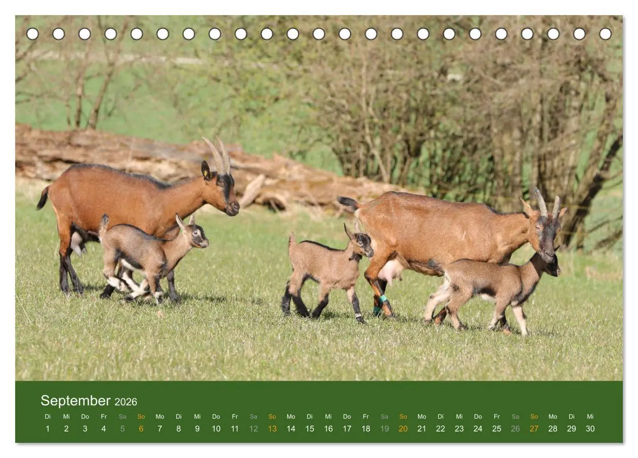 Bild: 9783457635605 | Mit Ziegen ist immer was los! (Tischkalender 2026 DIN A5 quer),...