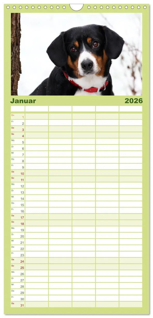 Bild: 9783516516005 | Familienplaner 2026 - Entlebucher Sennenhund - treue Freunde mit 5...