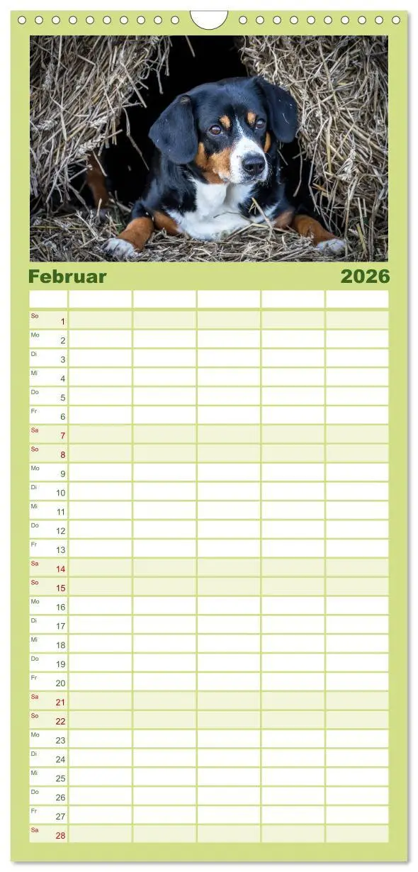 Bild: 9783516516005 | Familienplaner 2026 - Entlebucher Sennenhund - treue Freunde mit 5...