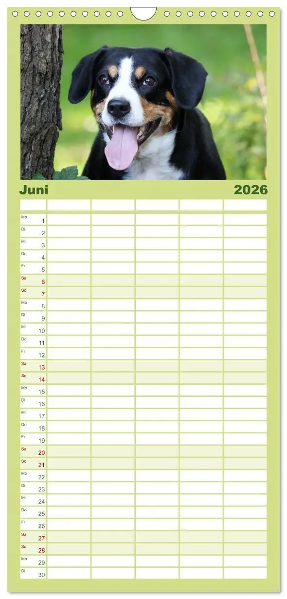 Bild: 9783516516005 | Familienplaner 2026 - Entlebucher Sennenhund - treue Freunde mit 5...