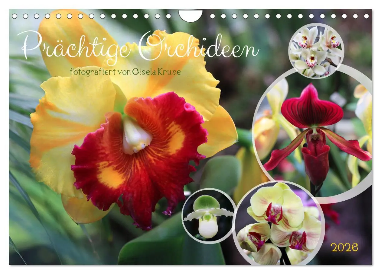 Cover: 9783457346105 | Prächtige Orchideen (Wandkalender 2026 DIN A4 quer), CALVENDO...