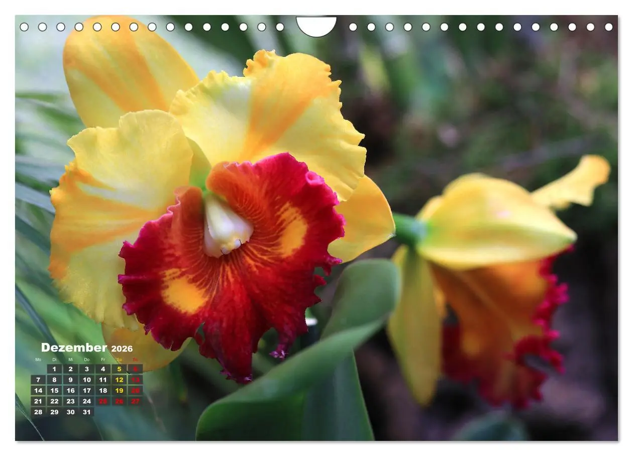 Bild: 9783457346105 | Prächtige Orchideen (Wandkalender 2026 DIN A4 quer), CALVENDO...