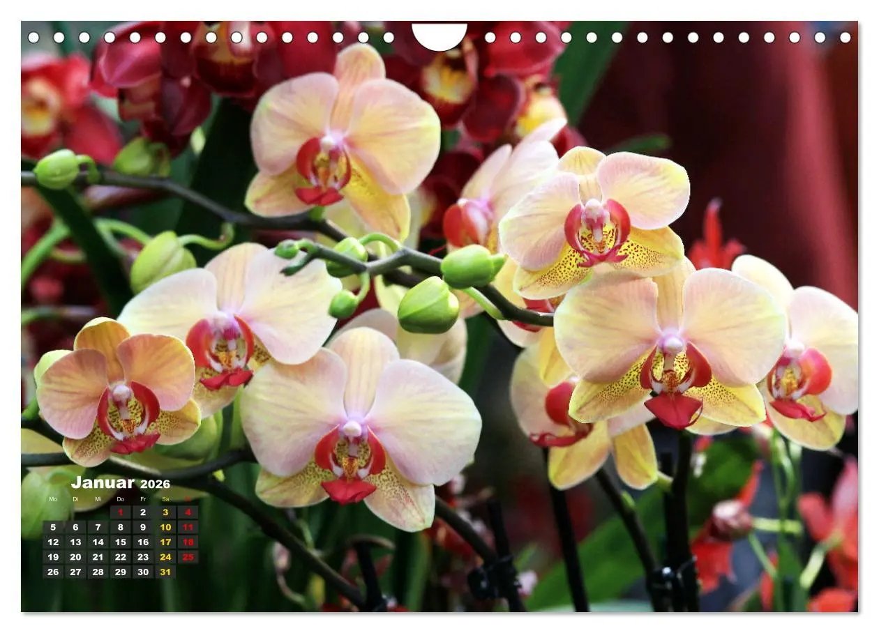 Bild: 9783457346105 | Prächtige Orchideen (Wandkalender 2026 DIN A4 quer), CALVENDO...