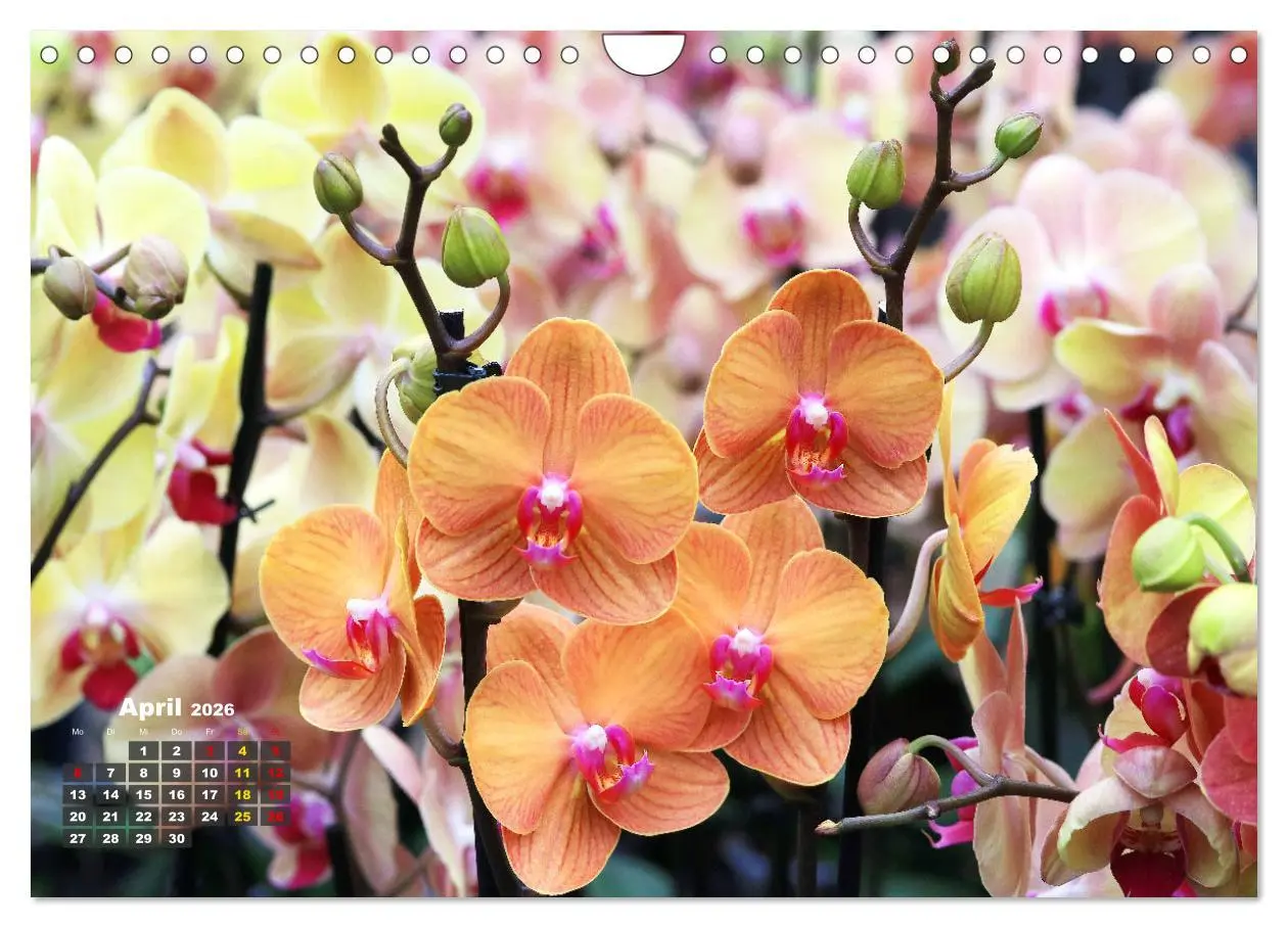 Bild: 9783457346105 | Prächtige Orchideen (Wandkalender 2026 DIN A4 quer), CALVENDO...