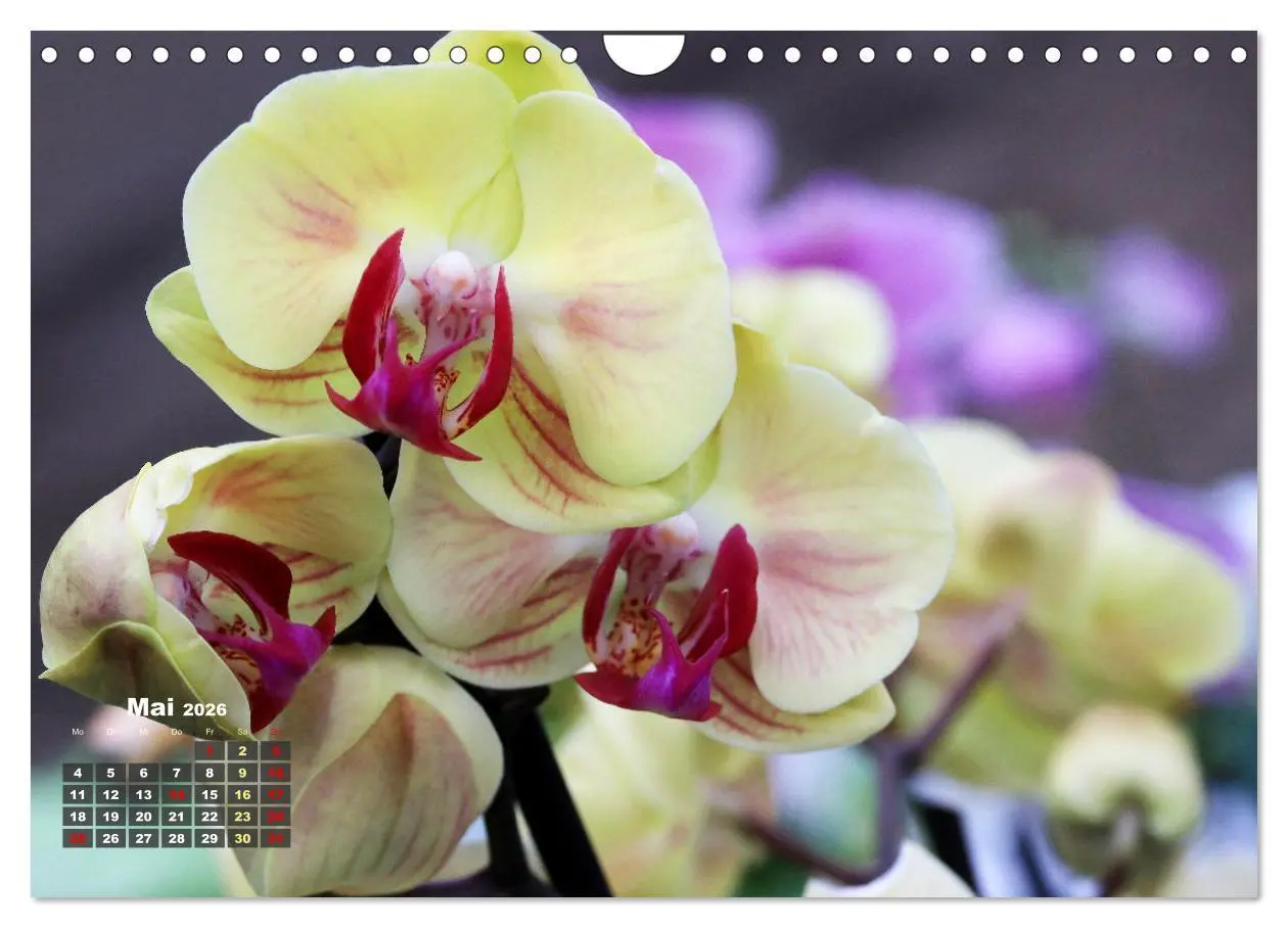Bild: 9783457346105 | Prächtige Orchideen (Wandkalender 2026 DIN A4 quer), CALVENDO...
