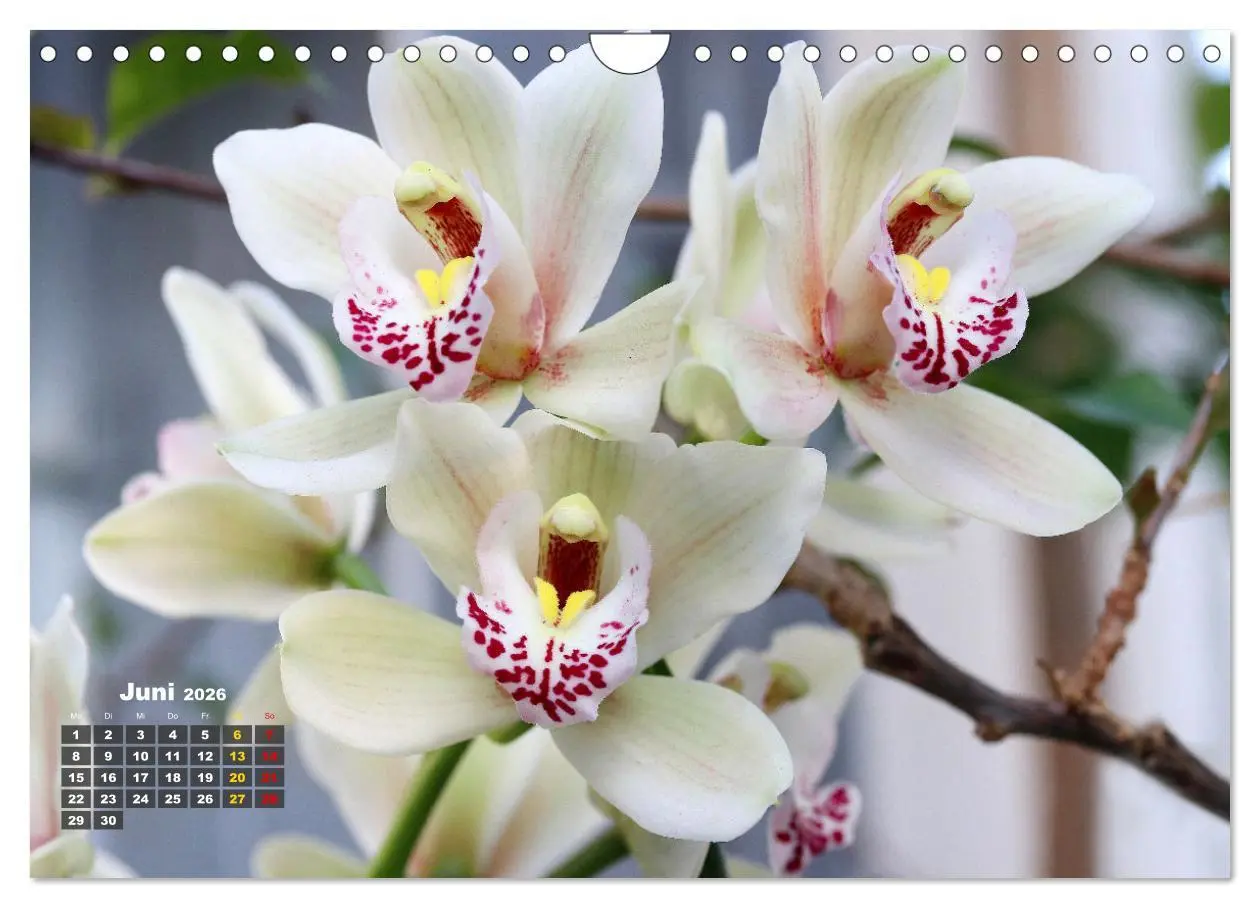 Bild: 9783457346105 | Prächtige Orchideen (Wandkalender 2026 DIN A4 quer), CALVENDO...