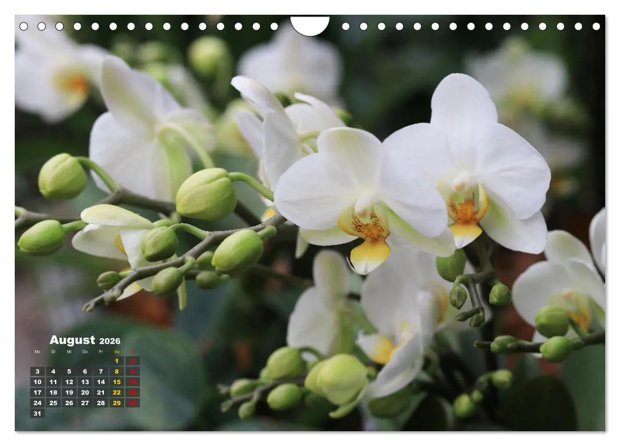 Bild: 9783457346105 | Prächtige Orchideen (Wandkalender 2026 DIN A4 quer), CALVENDO...