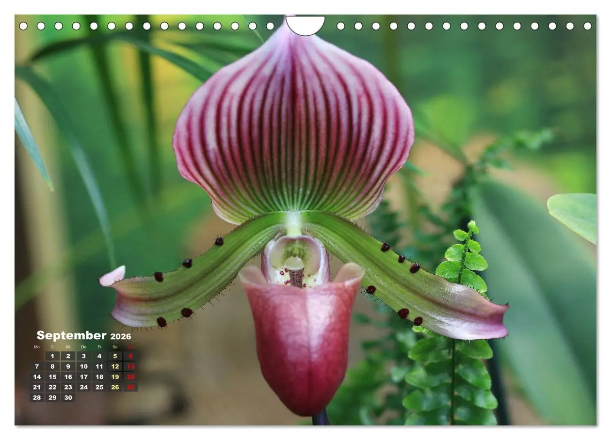 Bild: 9783457346105 | Prächtige Orchideen (Wandkalender 2026 DIN A4 quer), CALVENDO...