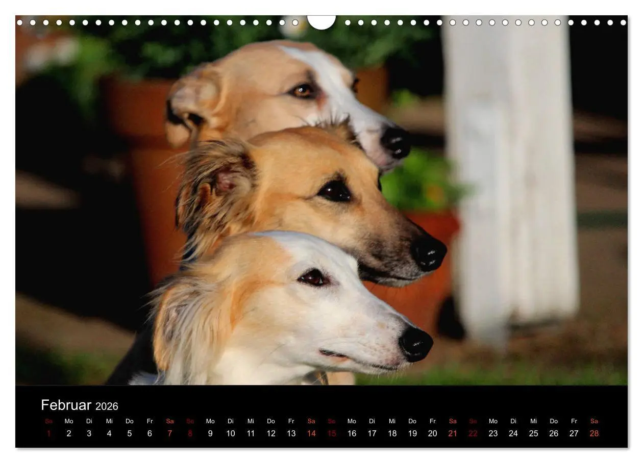Bild: 9783457896105 | Der Silken Windsprite - ein Seelenhund (Wandkalender 2026 DIN A3...