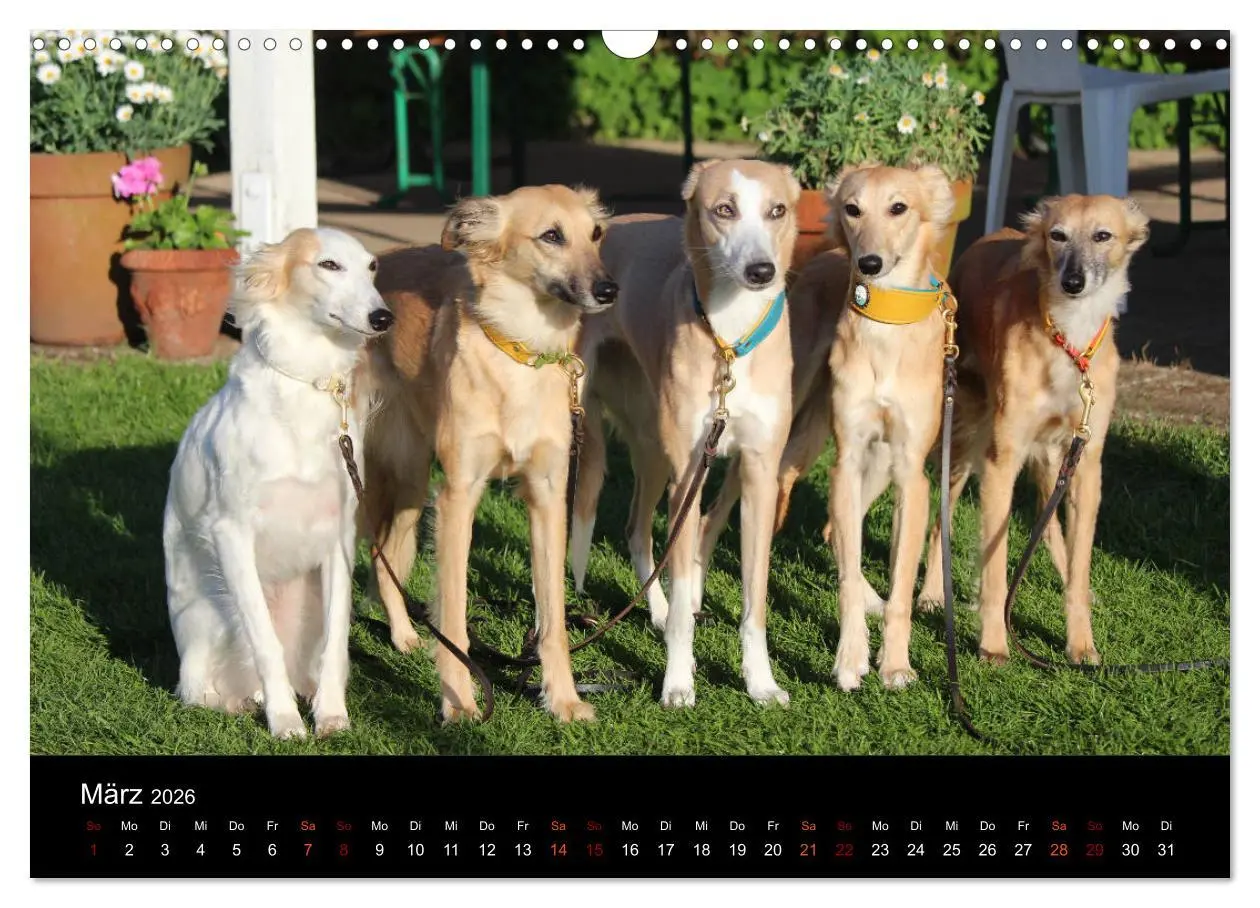 Bild: 9783457896105 | Der Silken Windsprite - ein Seelenhund (Wandkalender 2026 DIN A3...