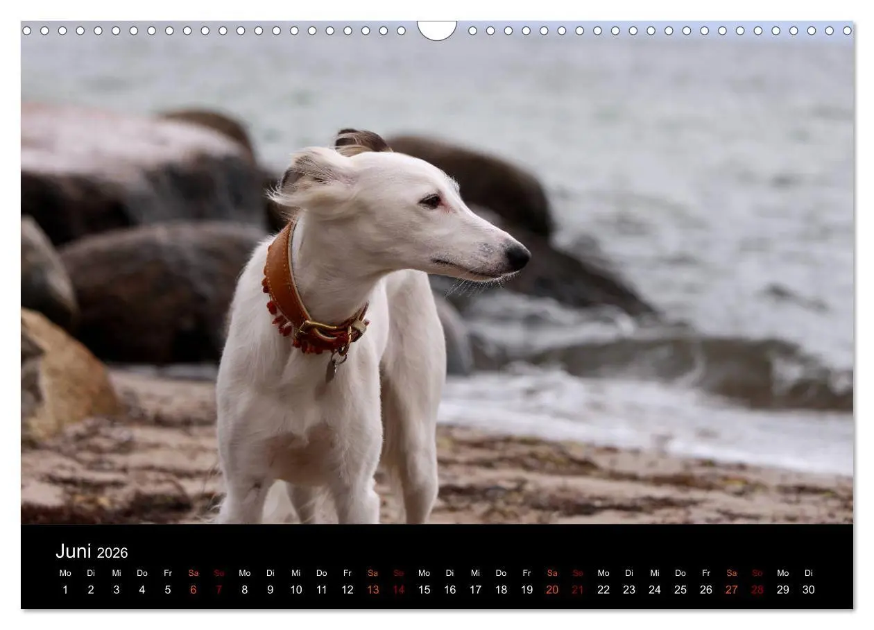 Bild: 9783457896105 | Der Silken Windsprite - ein Seelenhund (Wandkalender 2026 DIN A3...
