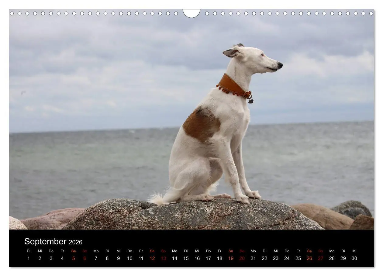 Bild: 9783457896105 | Der Silken Windsprite - ein Seelenhund (Wandkalender 2026 DIN A3...