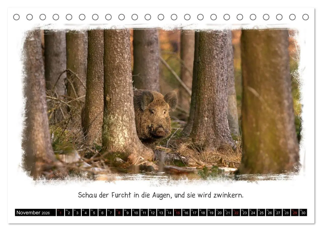 Bild: 9783516056105 | Tierisch witzig (Tischkalender 2026 DIN A5 quer), CALVENDO...