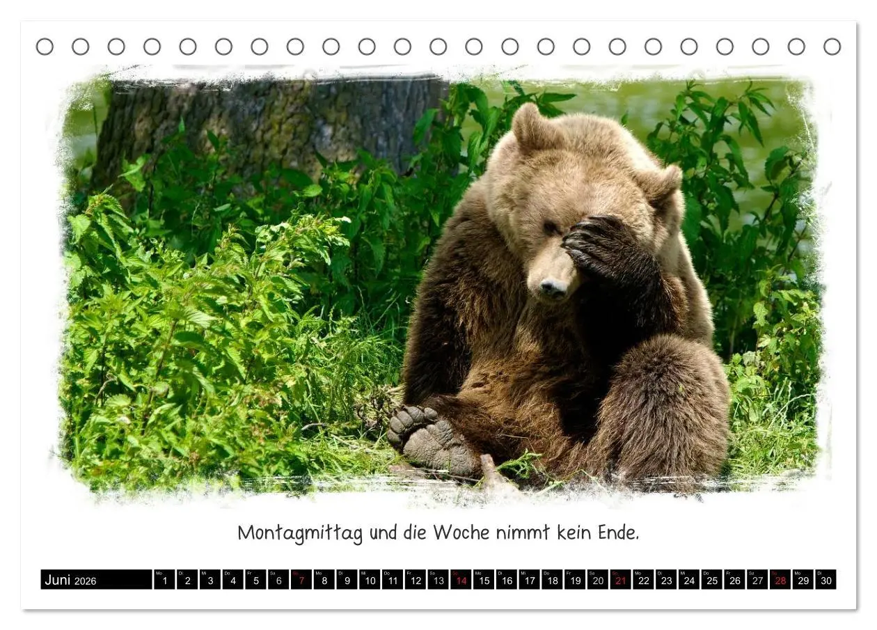 Bild: 9783516056105 | Tierisch witzig (Tischkalender 2026 DIN A5 quer), CALVENDO...