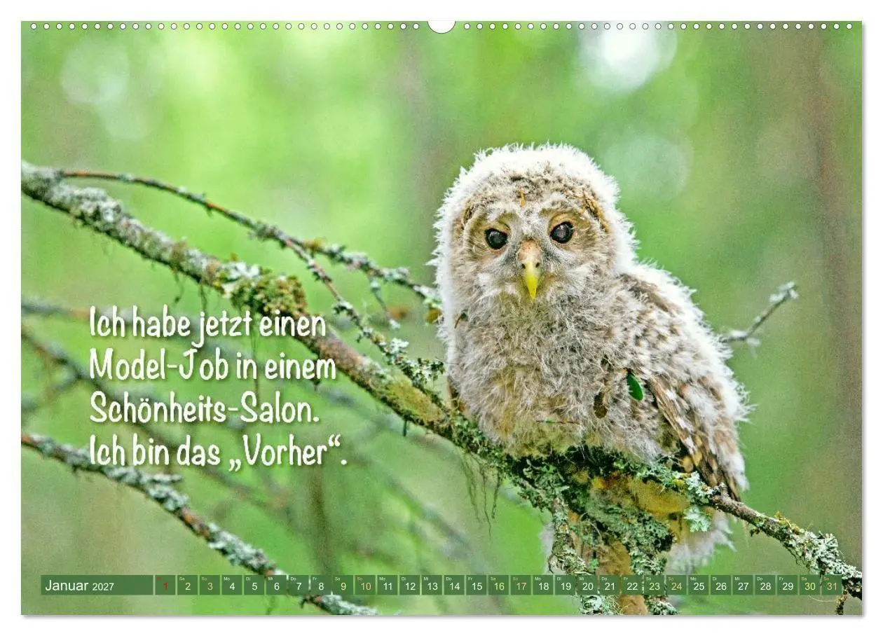 Bild: 9783516986105 | Die Eulen sind los: Edition lustige Tiere (Wandkalender 2027 DIN A2...