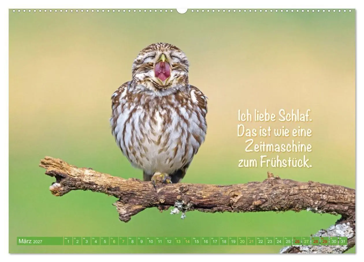 Bild: 9783516986105 | Die Eulen sind los: Edition lustige Tiere (Wandkalender 2027 DIN A2...