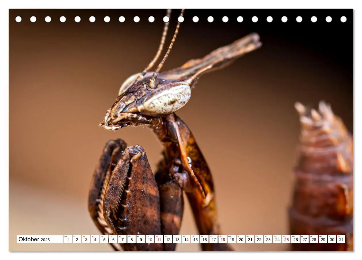 Bild: 9783457246405 | Im Bann der Mantis (Tischkalender 2026 DIN A5 quer), CALVENDO...