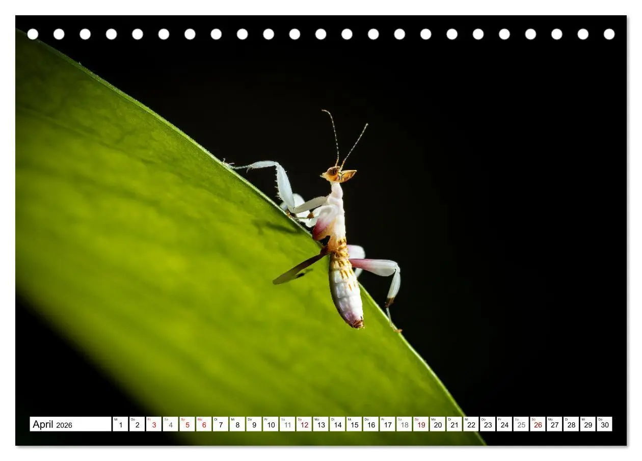 Bild: 9783457246405 | Im Bann der Mantis (Tischkalender 2026 DIN A5 quer), CALVENDO...