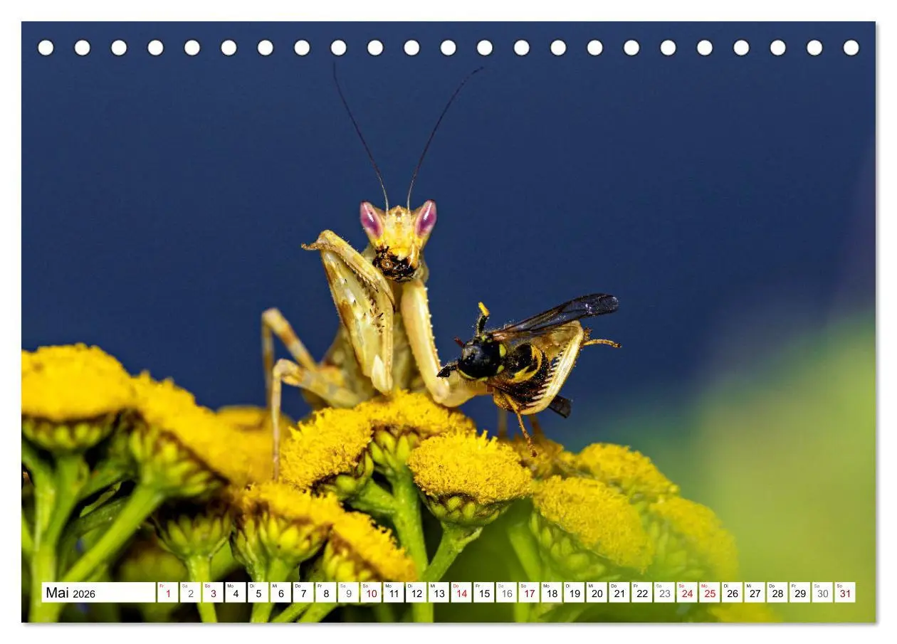 Bild: 9783457246405 | Im Bann der Mantis (Tischkalender 2026 DIN A5 quer), CALVENDO...