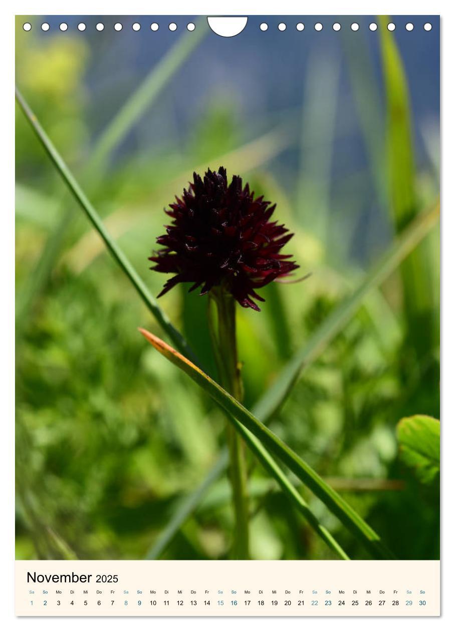Bild: 9783457086605 | Einheimische Orchideen (Wandkalender 2025 DIN A4 hoch), CALVENDO...