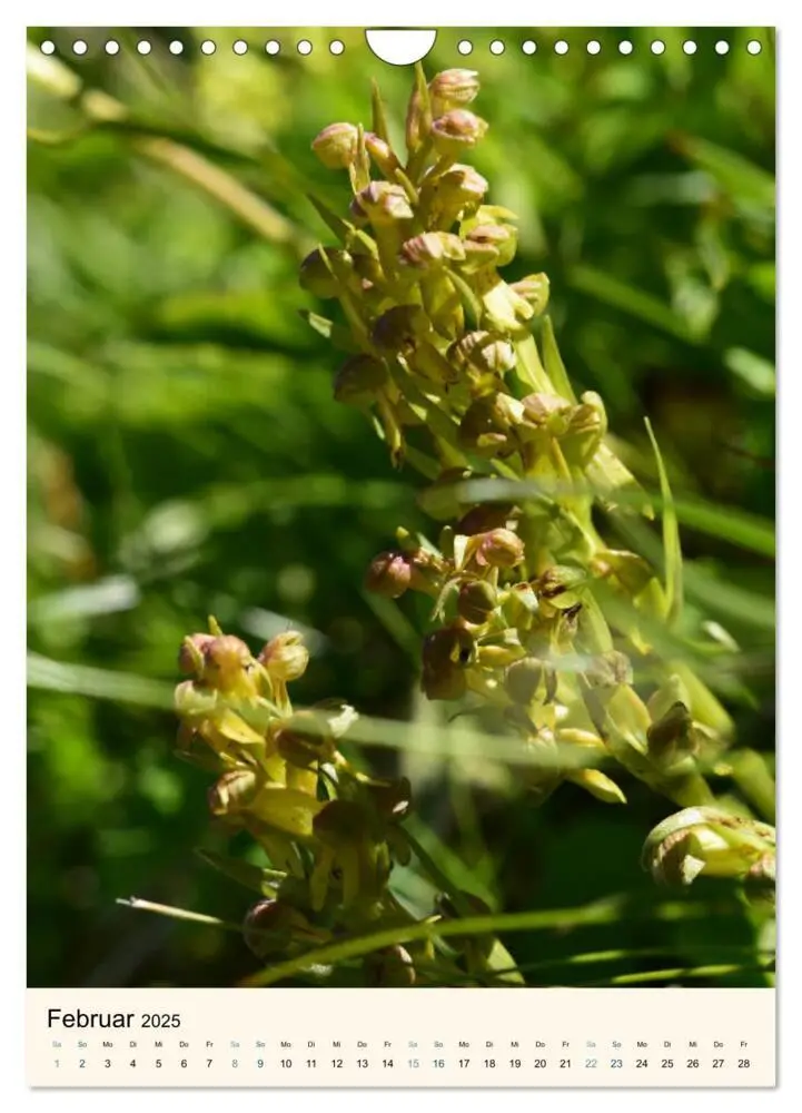 Bild: 9783457086605 | Einheimische Orchideen (Wandkalender 2025 DIN A4 hoch), CALVENDO...