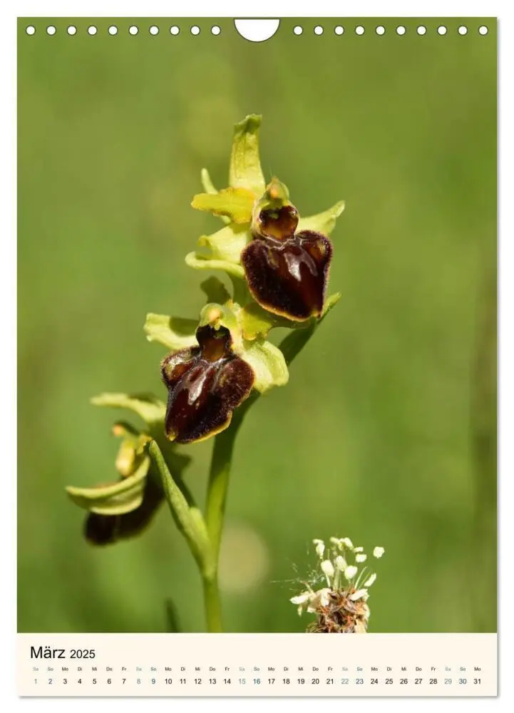 Bild: 9783457086605 | Einheimische Orchideen (Wandkalender 2025 DIN A4 hoch), CALVENDO...