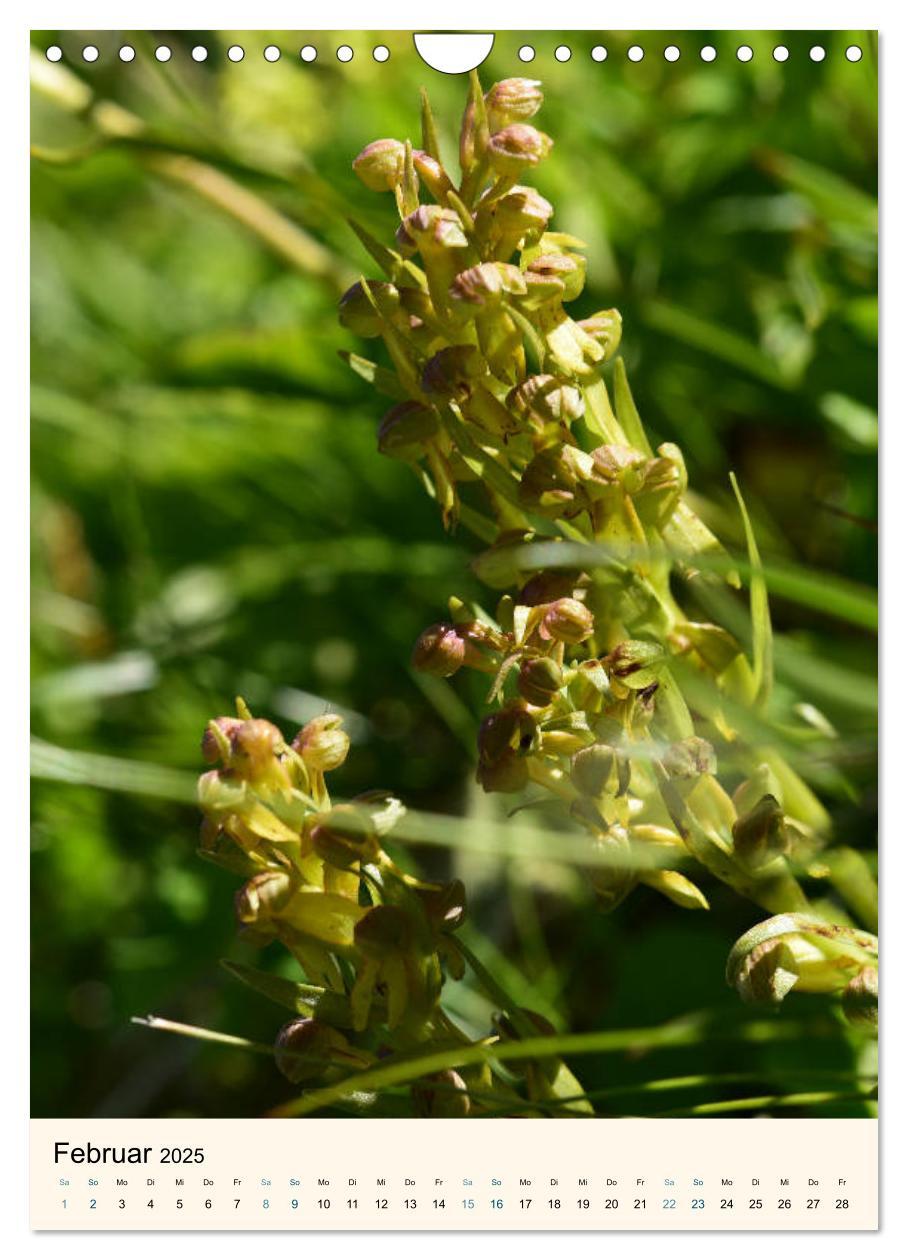 Bild: 9783457086605 | Einheimische Orchideen (Wandkalender 2025 DIN A4 hoch), CALVENDO...