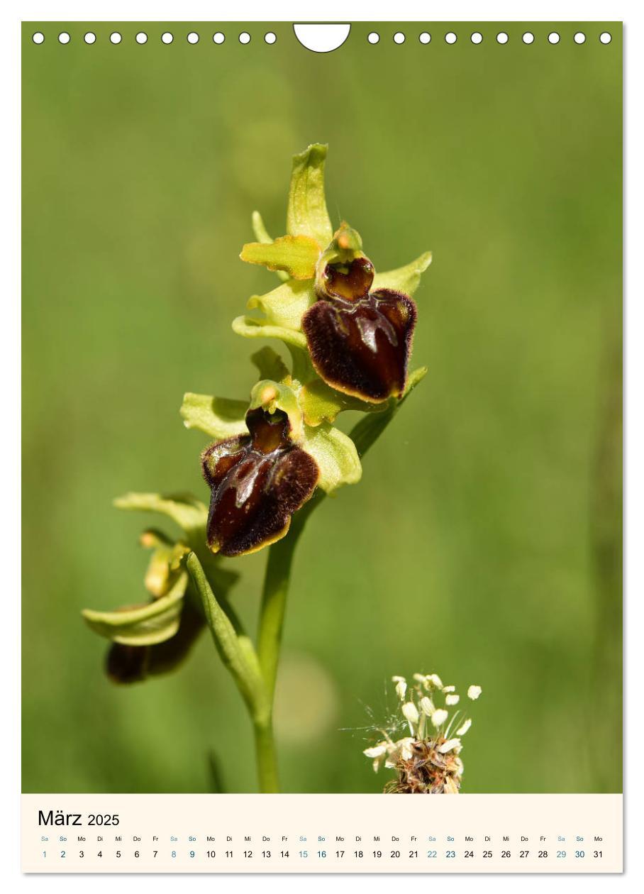 Bild: 9783457086605 | Einheimische Orchideen (Wandkalender 2025 DIN A4 hoch), CALVENDO...